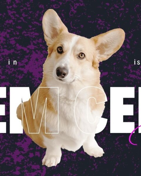 Stem Cells use in dogs exceeds humans.