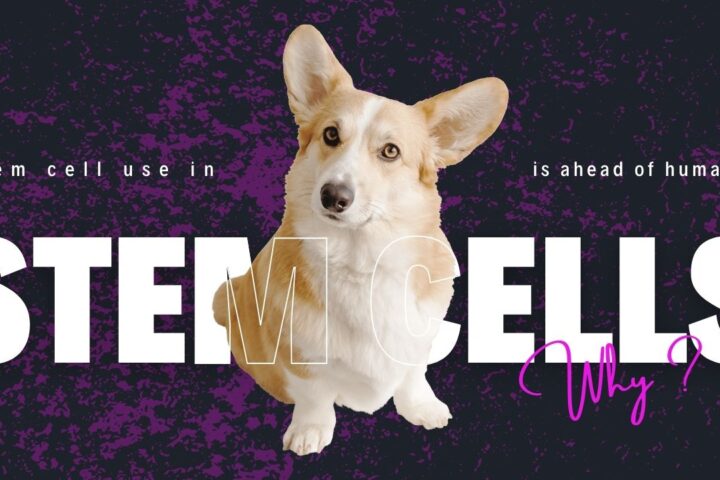 Stem Cells use in dogs exceeds humans.